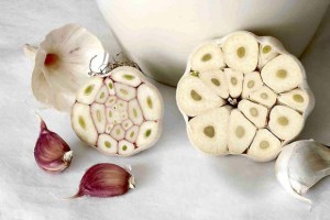 z4005947Q,Po-lewej-typ-niekwitnacy--po-prawej---kwitnacy--z-